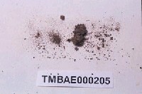 藏品(大鳳尾苔)的圖片